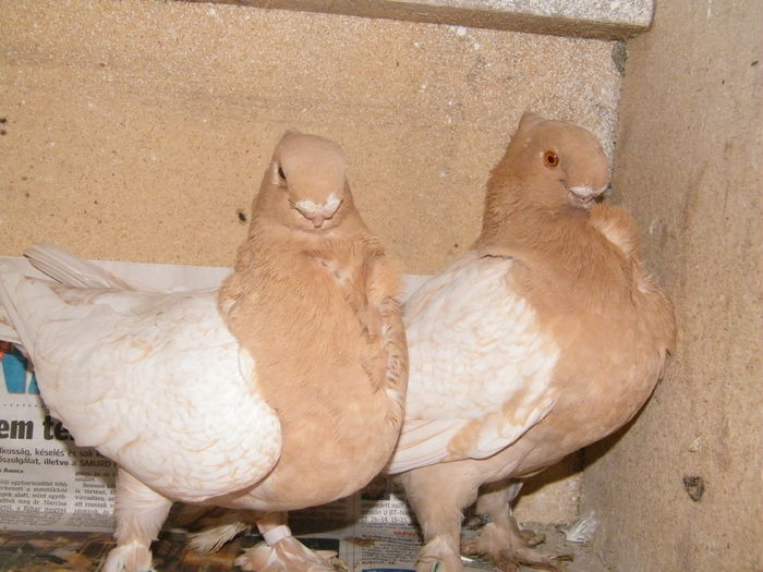 M F 2014 - Blondineti-Satineti 2016