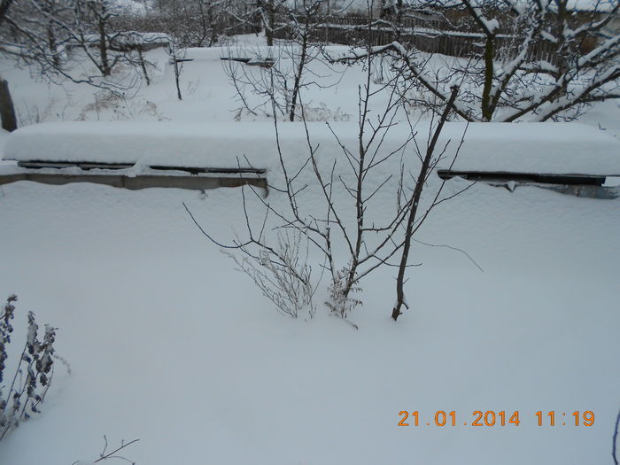 DSCN2754 - Iarna 2014