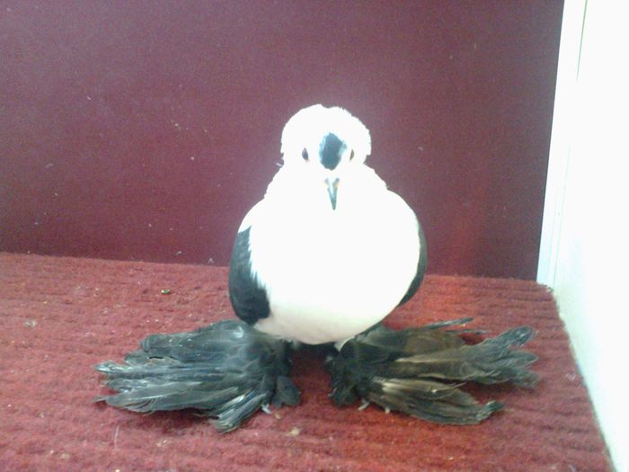 07. Mascul EE RO 15 3014