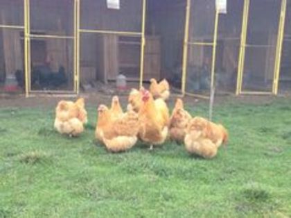  - G ORPINGTON GALBEN