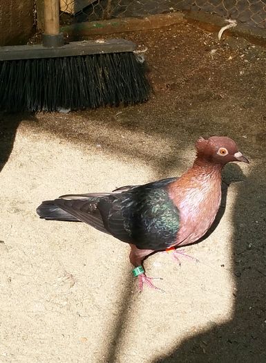 femela Dnu.Tatăruşanu.Loc.Scobinti JUD.Iasi