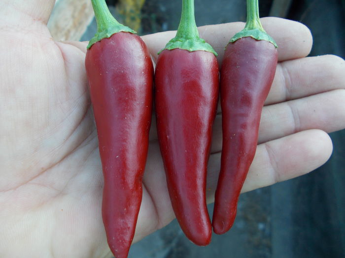 CAYENNE RED - SEMINTE ARDEI IUTE CHILI