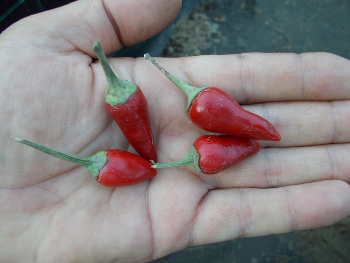 MINI SALSA RED - SEMINTE ARDEI IUTE CHILI