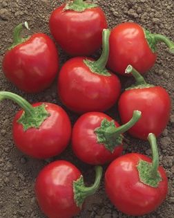CHERRY BOMB - SEMINTE ARDEI IUTE CHILI