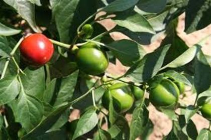 CHERRY BOMB - SEMINTE ARDEI IUTE CHILI