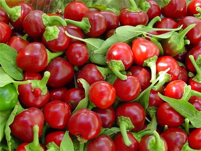 CHERRY BOMB - SEMINTE ARDEI IUTE CHILI