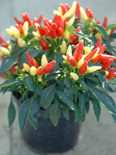 CHILLI PRAIRIE FIRE - SEMINTE ARDEI IUTE CHILI