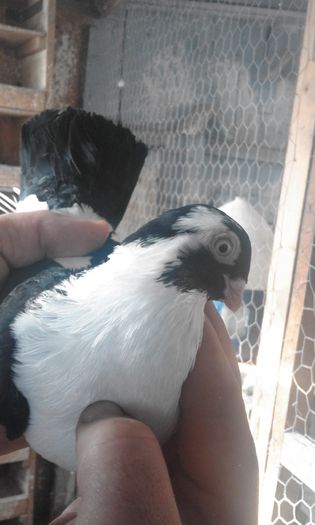 mascul pe negru de braila 30 ron