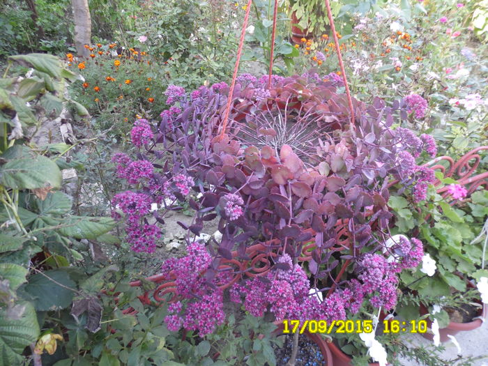 SAM_0440 - SEDUM 2015