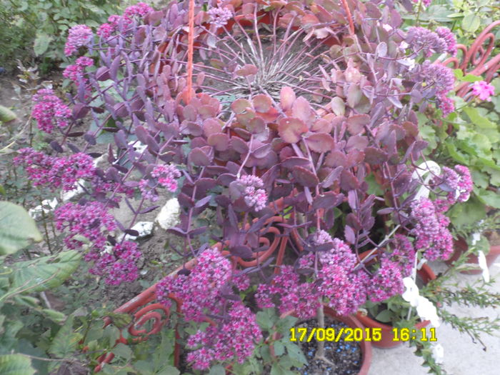 SAM_0442 - SEDUM 2015