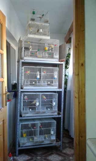 Canarii si cei 2 sticleti 2016