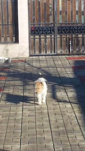 20160108_123147 - Fox terrier par sarmos