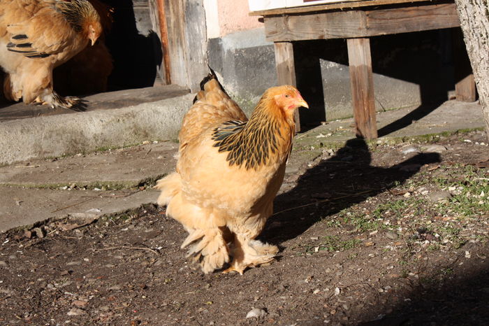 Brahma - Brahma columbia galben negru 2016