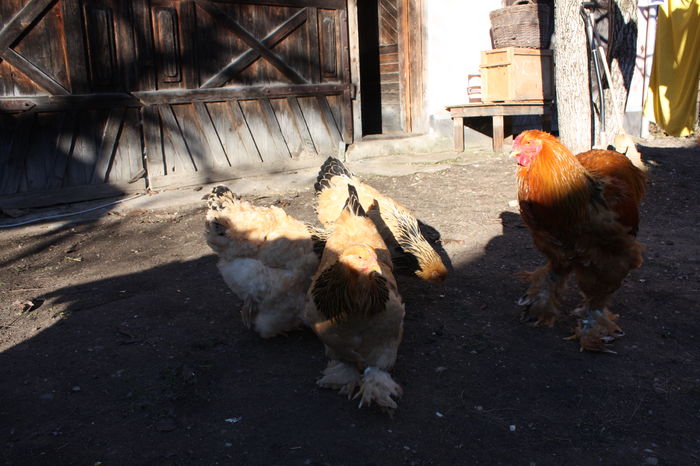 Brahma - Brahma columbia galben negru 2016