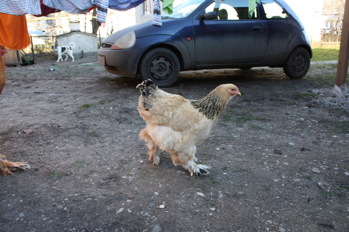 Brahma - Brahma columbia galben negru 2016