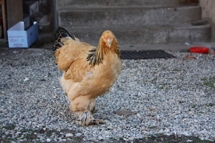 Brahma - Brahma columbia galben negru 2016