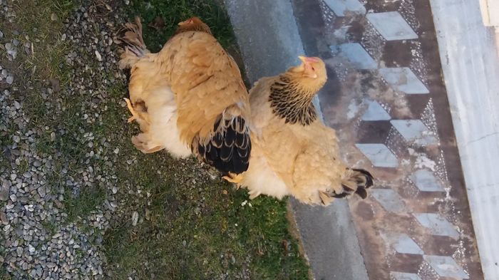 Brahma - Brahma columbia galben negru 2016