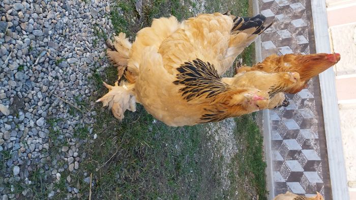 Brahma - Brahma columbia galben negru 2016