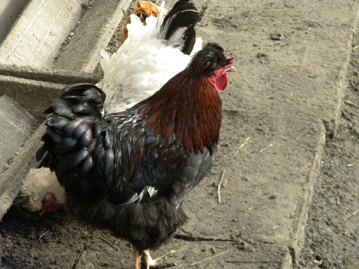 DSCN7861; metis f1 wyandotte cu motate
