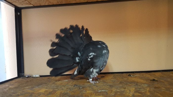 12510652_927310620657619_258454046_o