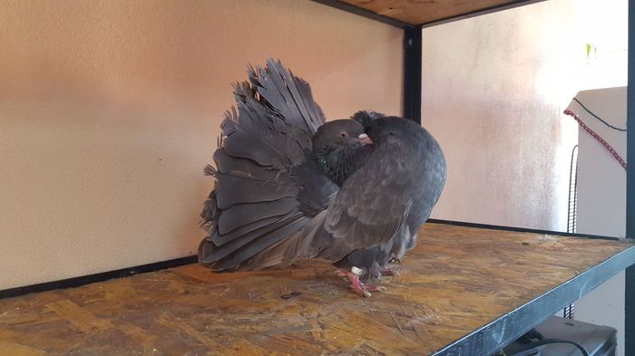 12510985_927292293992785_716478697_o