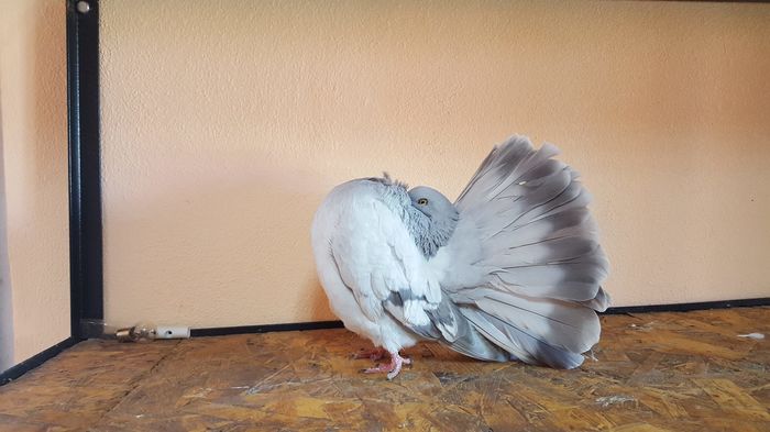 12510812_927292860659395_324593717_o