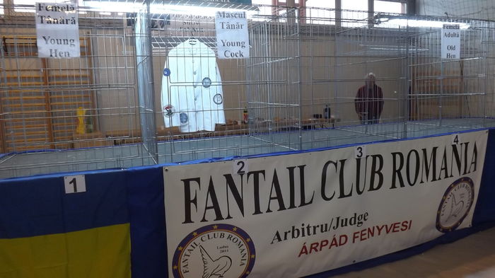 DSCF3654 - Fantail Club Romania 2015
