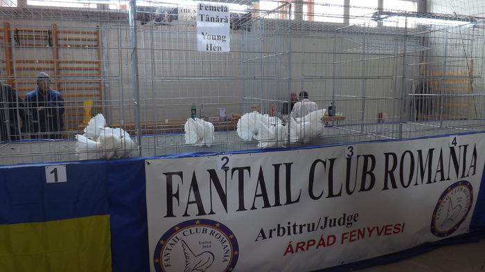 DSCF3706 - Fantail Club Romania 2015