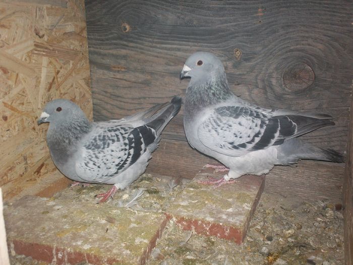 PERECHE - 20 PORUMBEI VANDUTI