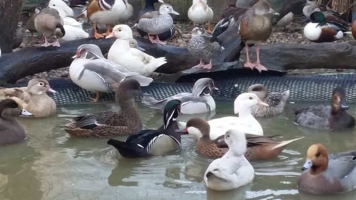 Dupa topirea zapezii