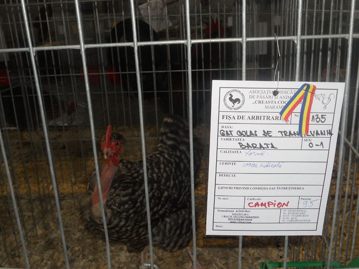 DSCN5756 - A - EXPO MARAMURES 08-10 2016