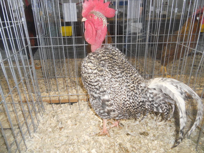 DSCN5757 - A - EXPO MARAMURES 08-10 2016