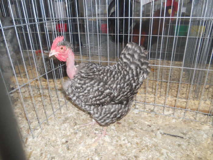 DSCN5762 - A - EXPO MARAMURES 08-10 2016