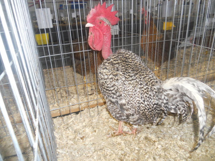 DSCN5763 - A - EXPO MARAMURES 08-10 2016