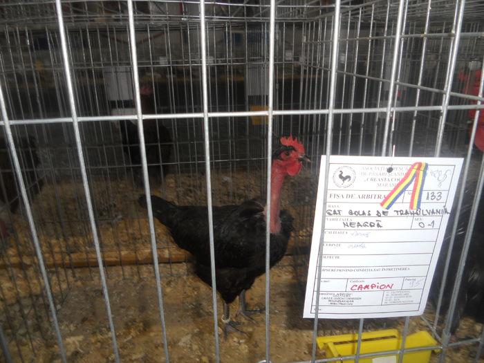 DSCN5767 - A - EXPO MARAMURES 08-10 2016