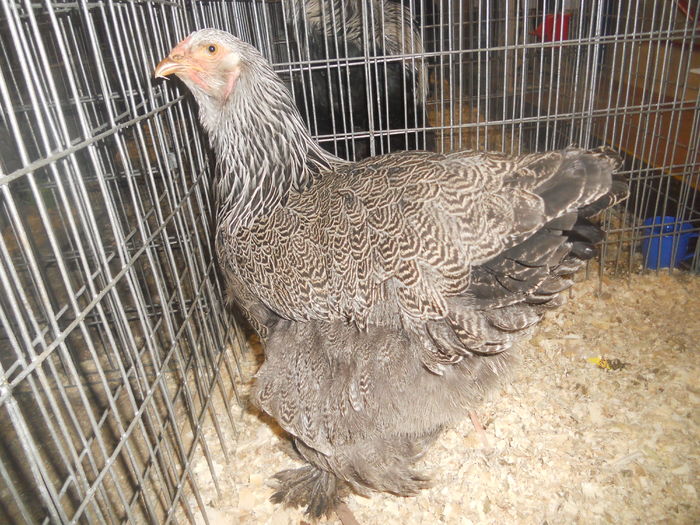 DSCN5837 - A - EXPO MARAMURES 08-10 2016
