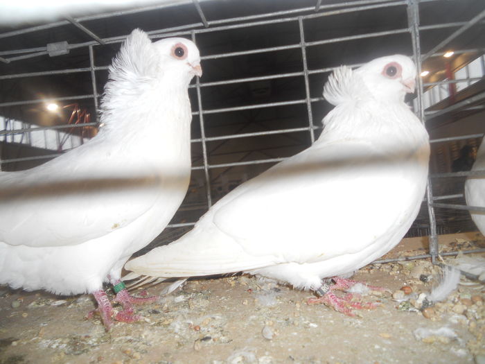 DSCN5887 - A - EXPO MARAMURES 08-10 2016