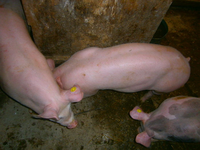 P1120073 - vierusi pietrain 4 luni