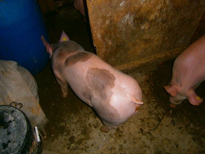 P1120087 - vierusi pietrain 4 luni