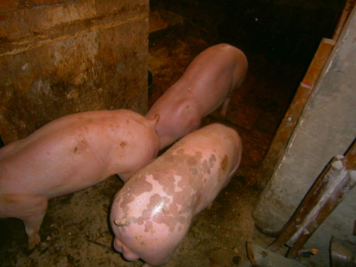 P1120089 - vierusi pietrain 4 luni