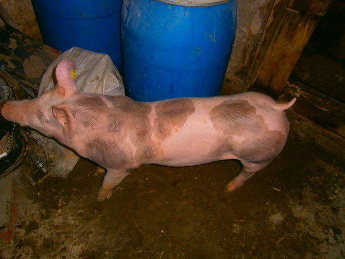 P1120092 - vierusi pietrain 4 luni