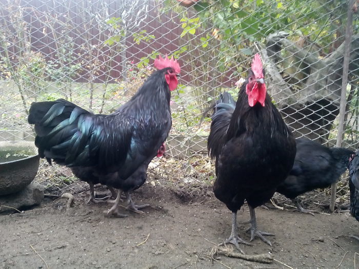 104974736 - Australorp Matca 2016