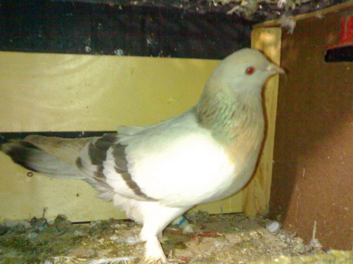 f 2015 joc in voliera