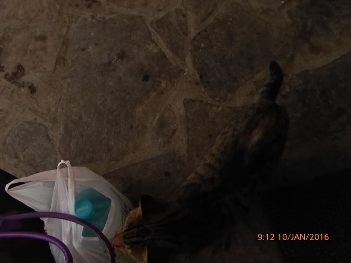 P1030140 - Prietenii legendele si cetatile medievale