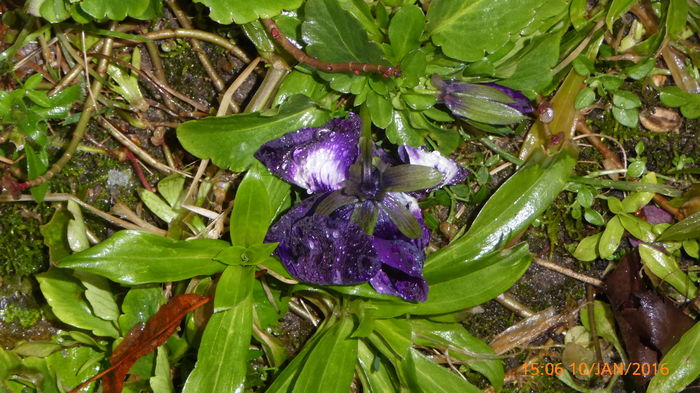 P1030391 - Prietenii legendele si cetatile medievale