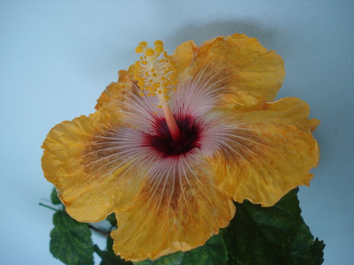 DSC04338 - HIBISCUS 2016