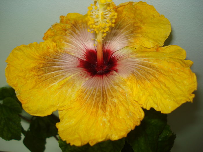 DSC04340 - HIBISCUS 2016