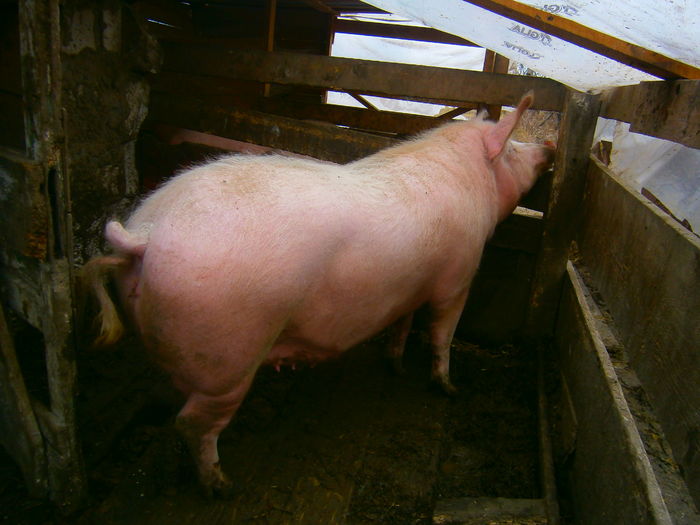 P1120037 - porci mari de vanzare landrace x marele alb