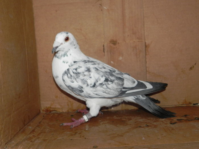 F baba 2007