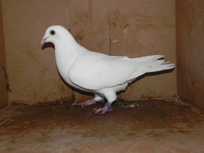 DSCN8096